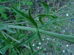 Delphinium sp. Leaf
